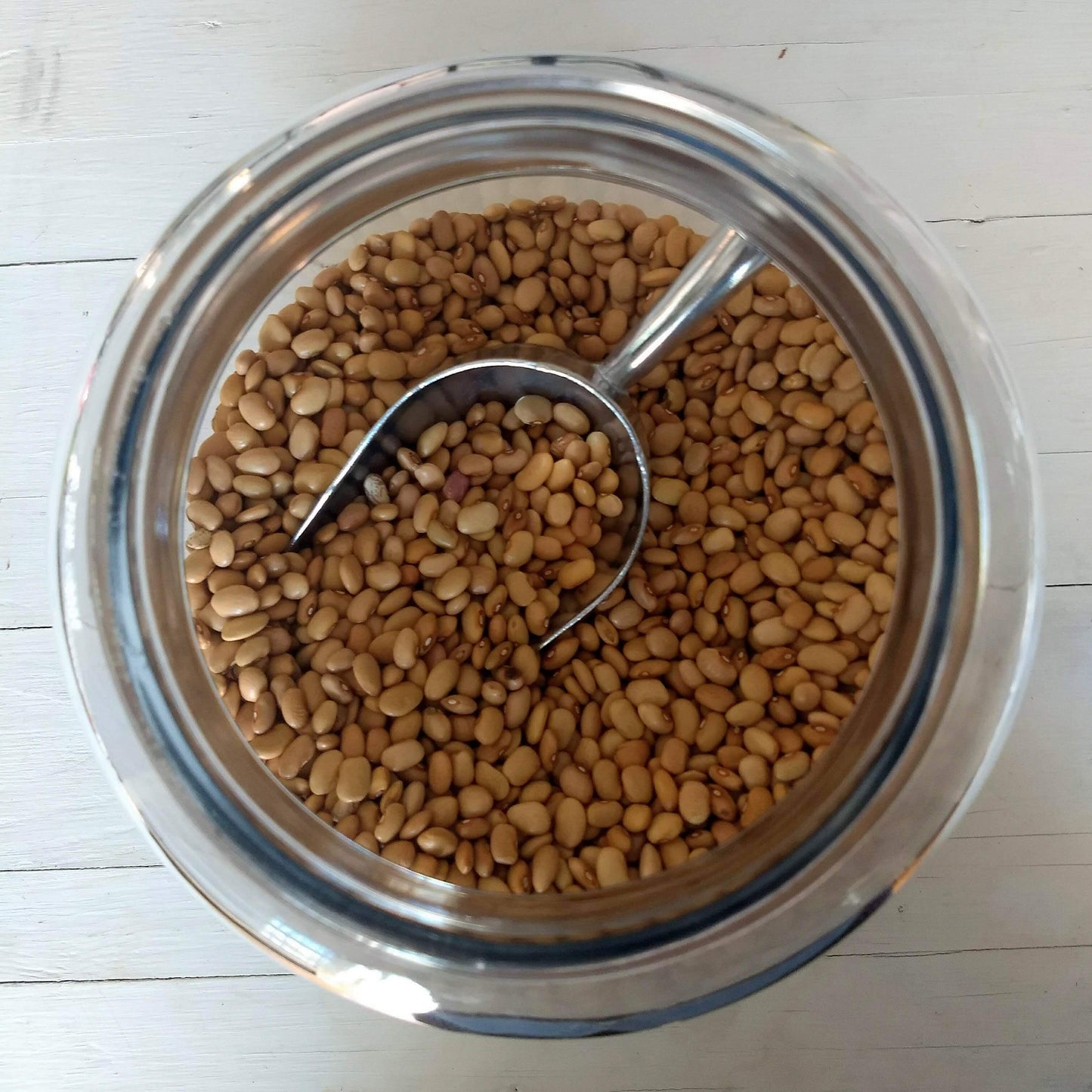 Frijol Bayo orgánico